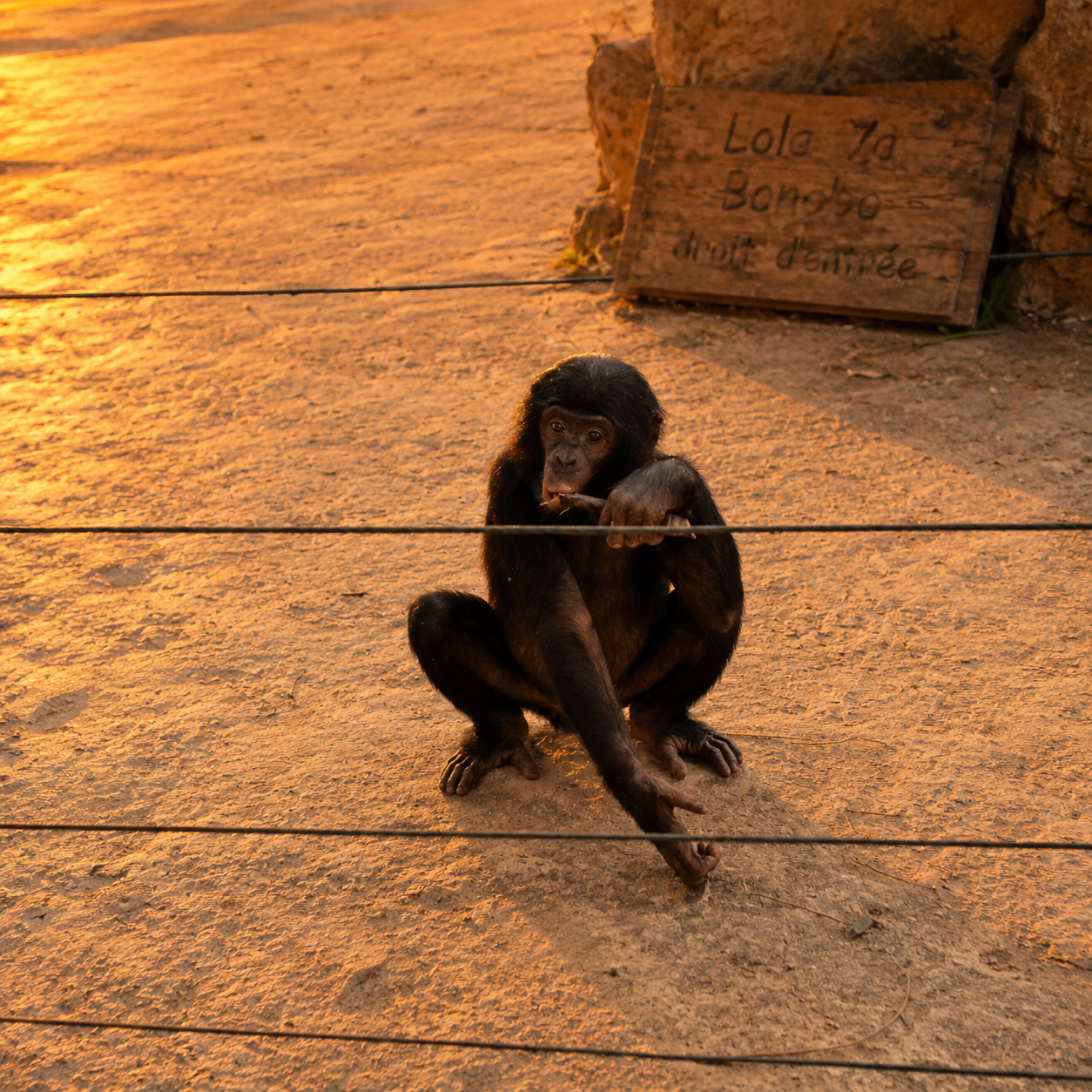 Lola Ya Bonobo droit d’entrée