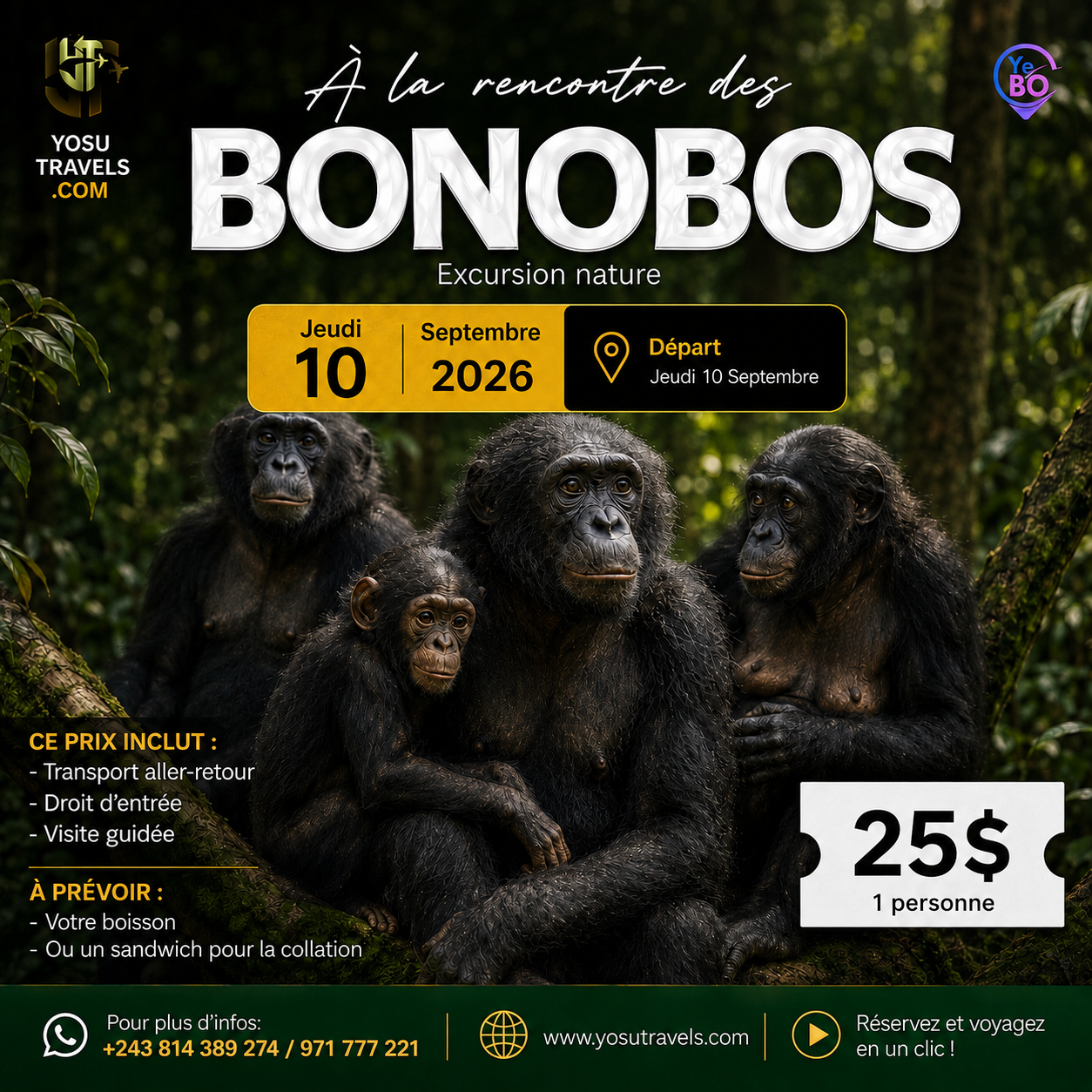 À la rencontre des bonobo